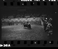 Unknown Rodeo clown Bull fighting