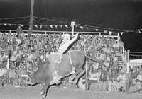 Eddie Rawdon on Bull T11