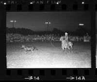 Pete Rosiglione Calf roping