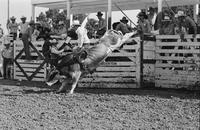 Unidentified Bull rider on unknown mount