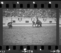 Ernie Taylor Calf roping