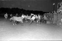 Unknown participants in Wild horse race