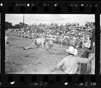 Unknown Rodeo clowns Bull fighting