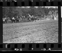 Bill Lee Steer wrestling