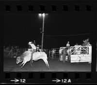 Calvin Clovatre on Bull #50