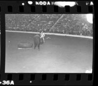 Unknown Rodeo clown Bull fighting