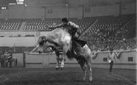 Chris Didier on Bull #67
