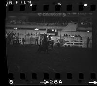 Frank Shepperson Calf roping