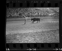 Unidentified Rodeo clowns Bull fighting with Undertow