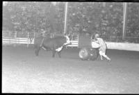 Unidentified Rodeo clowns Bull fighting