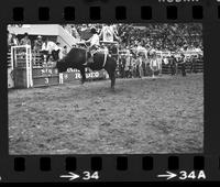 Don Gay on Bull #45