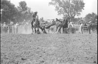 ? Rine Steer wrestling