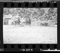 Eugene Smith Steer wrestling