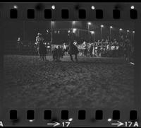 Maury Whyte Steer wrestling