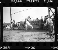 Bill Poulas on Bull #4