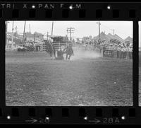 Maury Whyte Steer wrestling