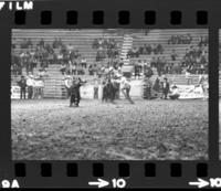 Larry Cohorn Calf roping, 4th Perf.