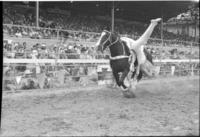 Danny Connelly & Bonnie Happy Trick riding