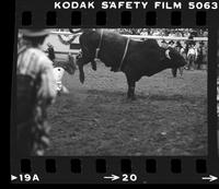 Unidentified Bull rider on unknown Bull