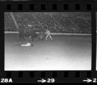 Unknown Rodeo clowns Bull fighting