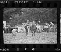 John Andrews Calf roping