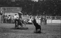 lane Johnson Calf roping