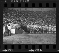 Bobby Berger on Stubby