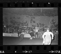 John Kolander on Bull #251