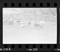 Unknown Rodeo clowns Bull fighting