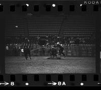 C.T. Jones Calf roping