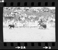 Buddy Lytle Calf roping