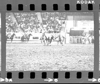 Rex Bland Steer wrestling