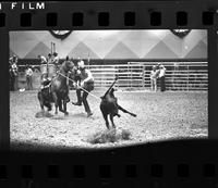 Kenny Patterson Calf roping