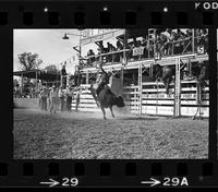 Gene Beghtol on Bull #45