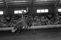 Ernie Roberts on Bull #J18, University of Tennessee-Martin