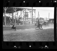 Bill Busch Calf roping