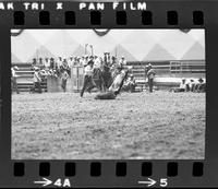 Chas. Lowry calf roping