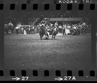 Brad Webb Steer wrestling