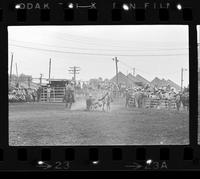 Tony Bulman Steer wrestling