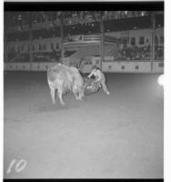 Rodeo clown John Tatum Bull fighting