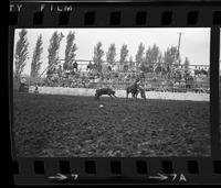 Lynn Waldrip Calf roping