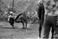 Carl Early Steer wrestling