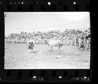 Unknown Rodeo clown Bull fighting