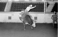 Tony Vogt on Bull #1