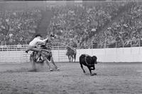 Roy Cooper Calf roping