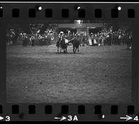Cotton Young Steer wrestling, 5.7 Sec