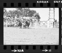 Tommy Puryear Steer Wrestling