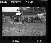 Unknown Calf roper