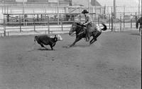 Unidentified rider in Quarter horse competition