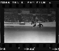 Trick riders including,Jeanette Pluncket, Kathy Garathouse, Christi Brown, & Dollie Beutler